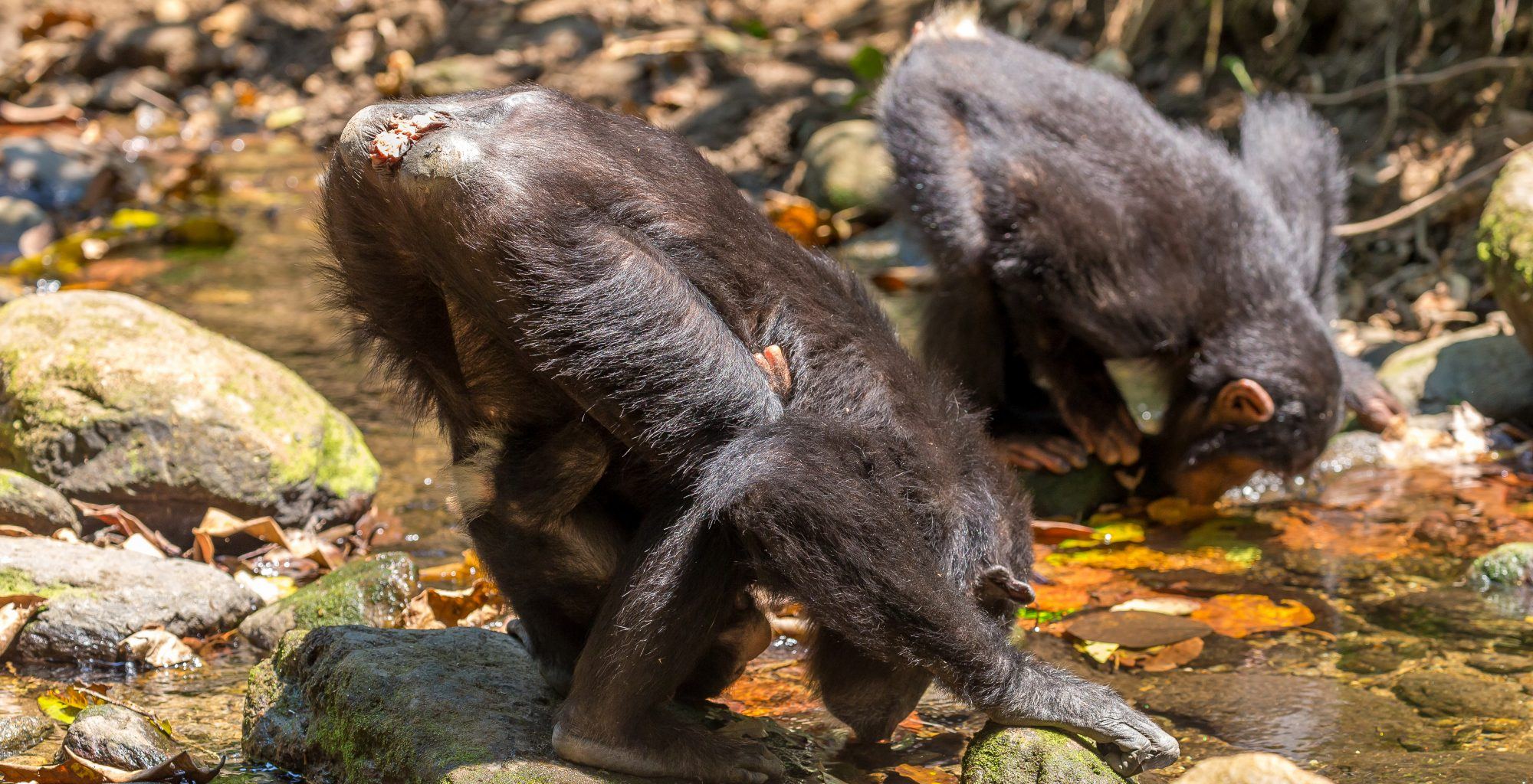 Tanzania-Ntakata-Forest-Chimp-Drinking