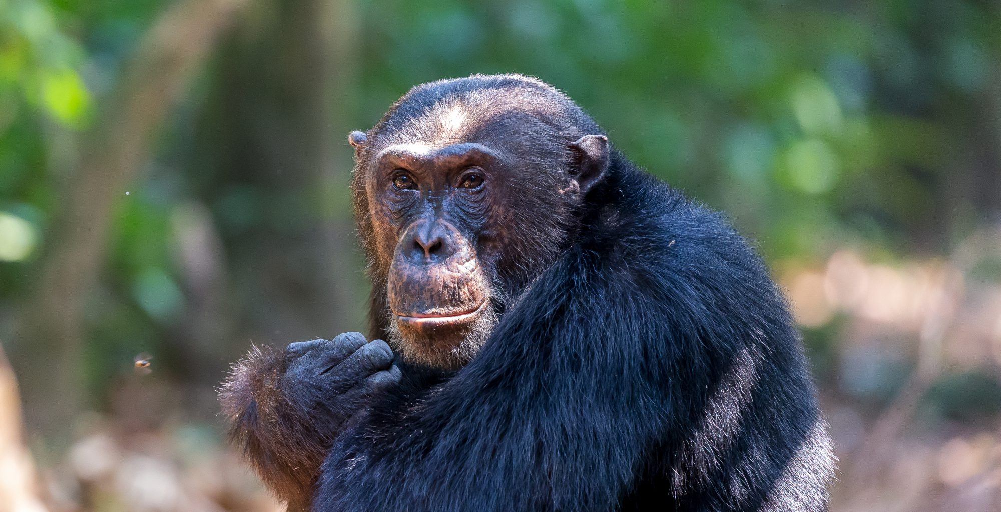 Tanzania-Ntakata-Forest-Chimp
