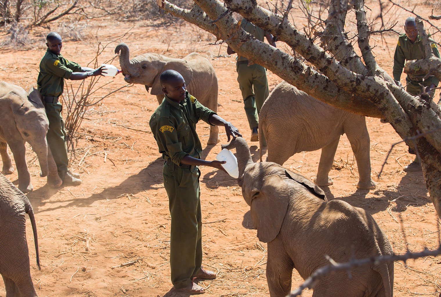 Kenya Elephant Orphanage Conservation Journey