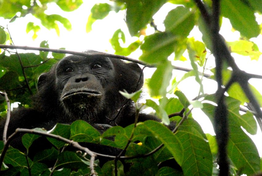 Greystoke Mahale chimp in tree - Nomad Tanzania