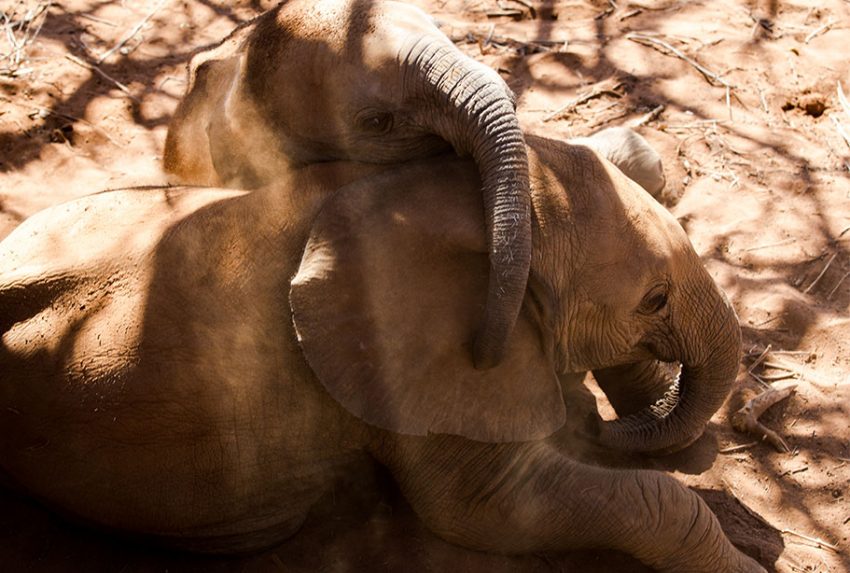 Reteti Elephant Sanctuary Simon Morris