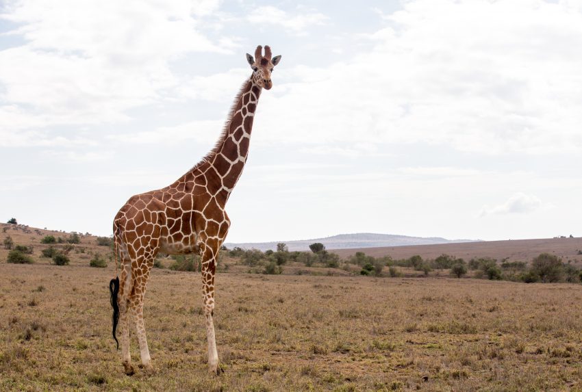 Borana-SimonJMorris (22 of 59)