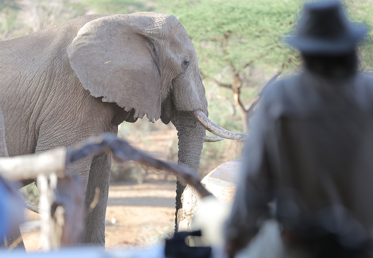 Guest-with-elephant-at-Sarara