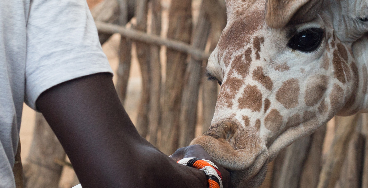 Reticulated giraffe feeding at Sarara animal sanctuary