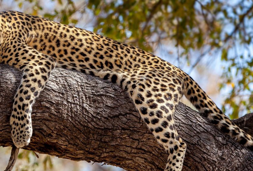 Leopard_Wildlife_Africa