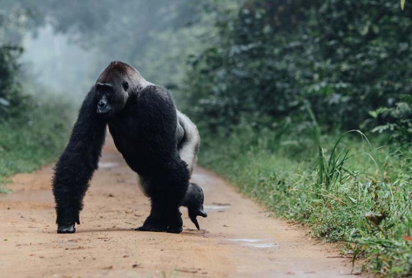 Western-Lowland-Gorilla-walking-across-the-only-road-through-the-park