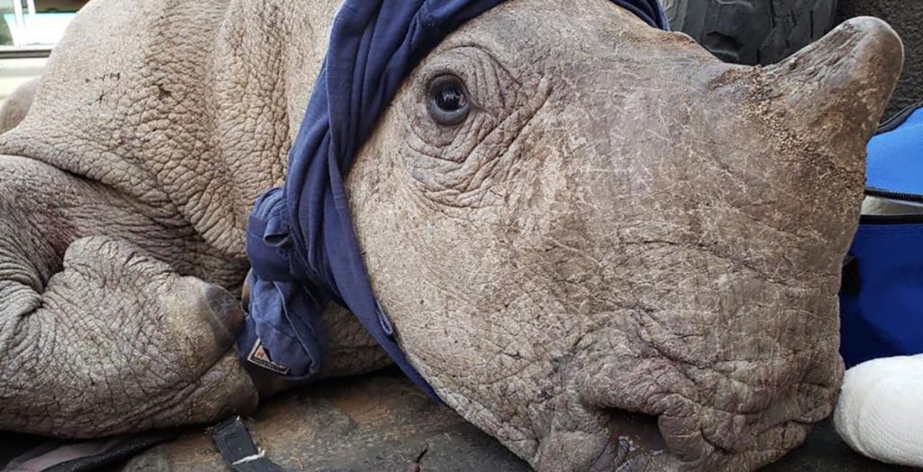 Rhino 911 / Mankwe-Wildlife-Reserve-South-Africa