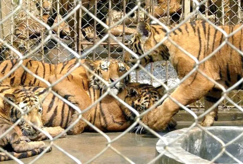 Tigers-in-Captivity-in-China_Belinda-Wright_Wildlife-Protection-Society-of-India