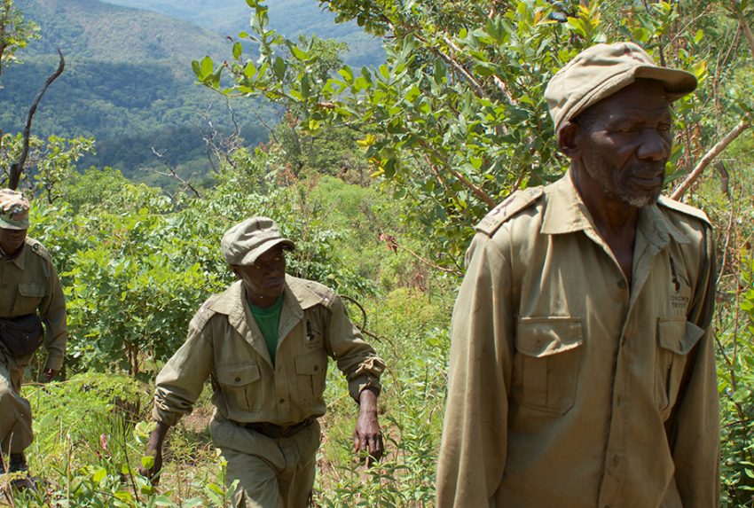 Tongwe staff walking through the Ntakata Forest