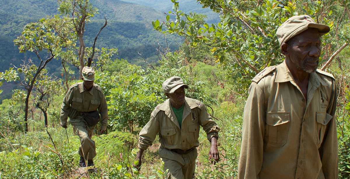 Tongwe staff walking through the Ntakata Forest