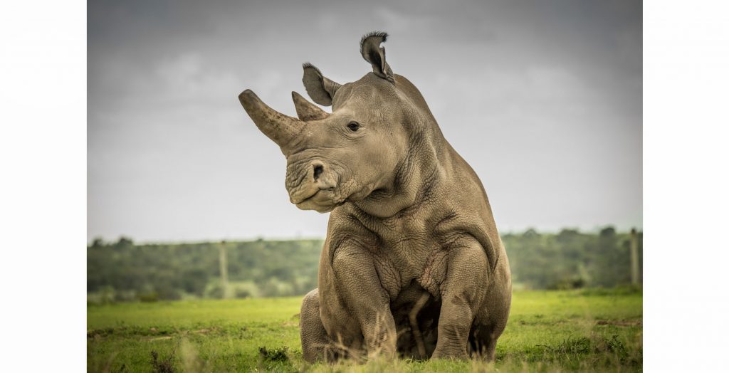 Rhino Sudan Ami Vitale