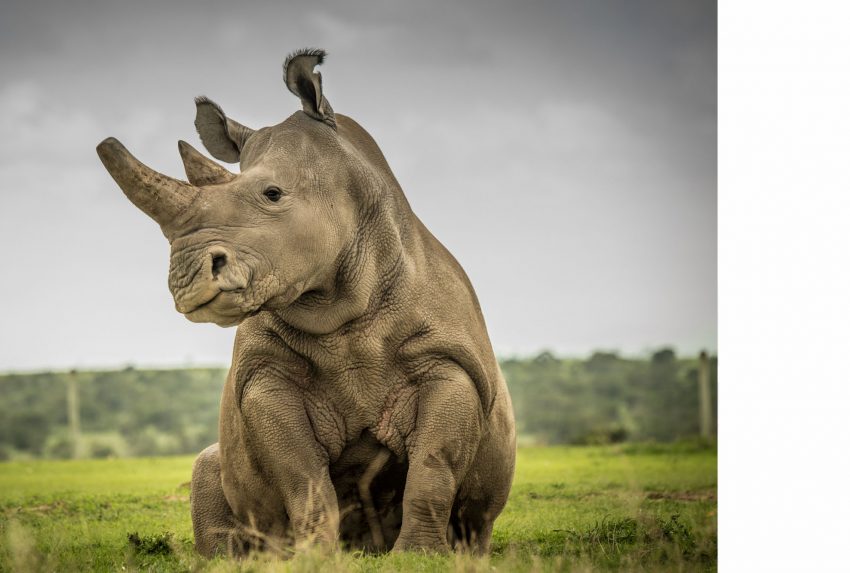 Rhino Sudan Ami Vitale