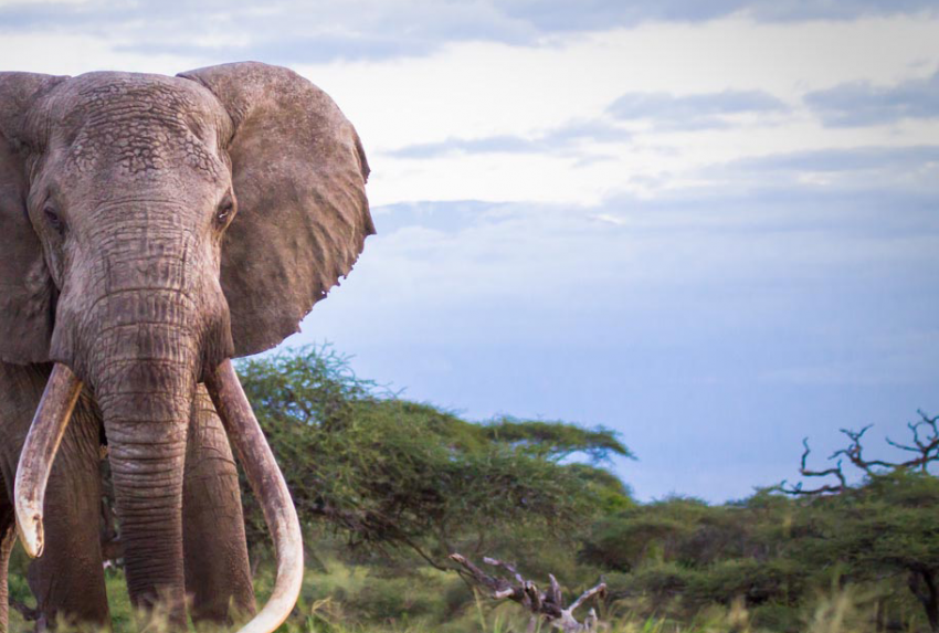 Big-Life-Foundation-Bull-Elephant
