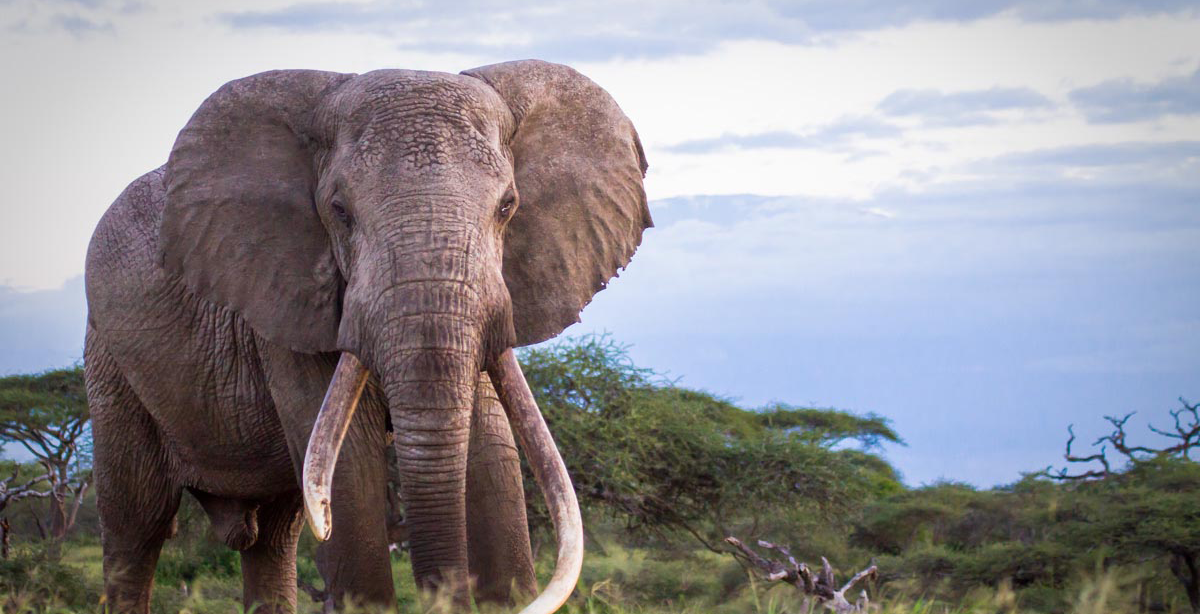 Big-Life-Foundation-Bull-Elephant