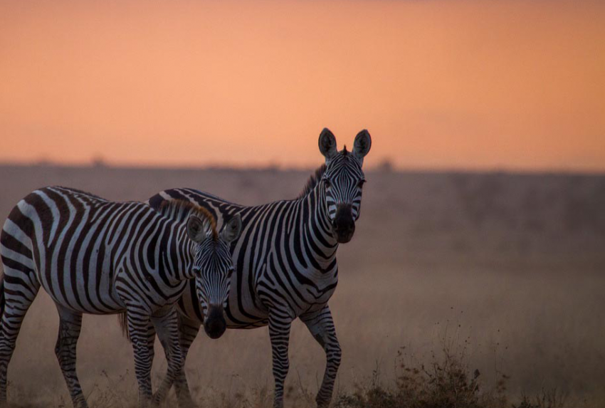 Big-Life-Foundation-Zebra