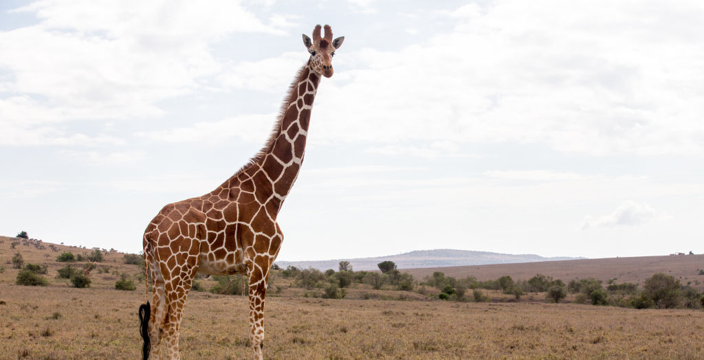 Borana-Conservancy-Wildlife-Giraffe