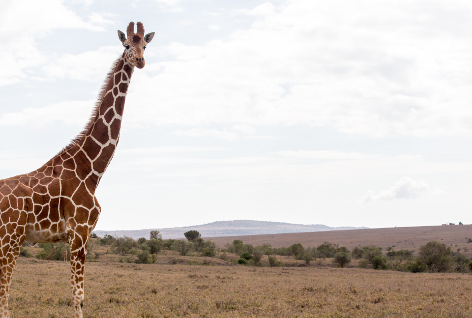 Borana-Conservancy-Wildlife-Giraffe