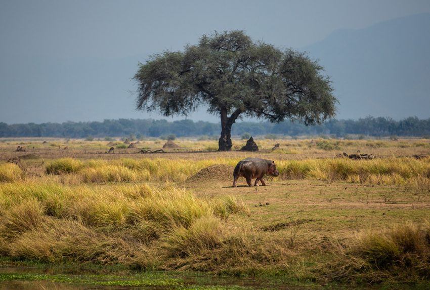 Great-Plains-Foundation-Landscape-Hippo