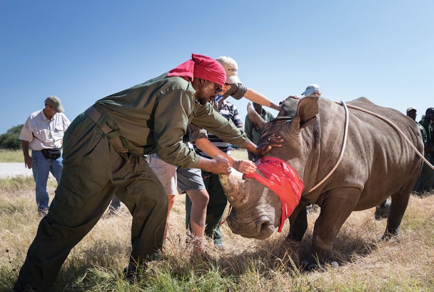 Great-Plains-Foundation-Rhino-Relocation