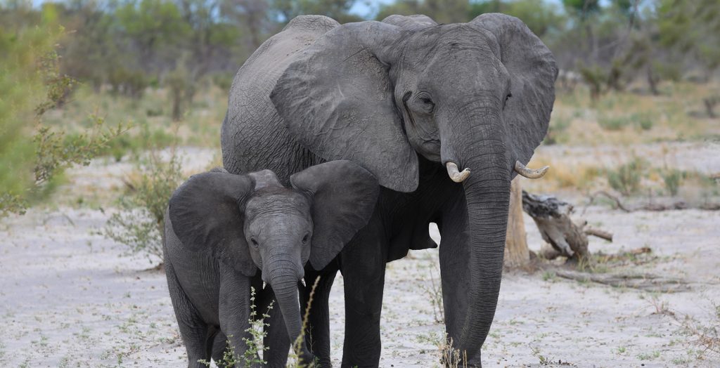 Botswana-Elephant