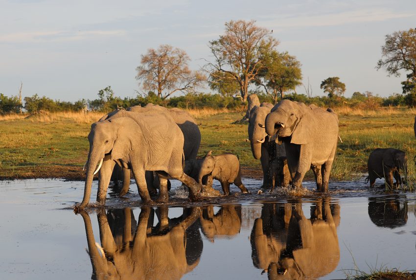 Botswana-Elephant-Water