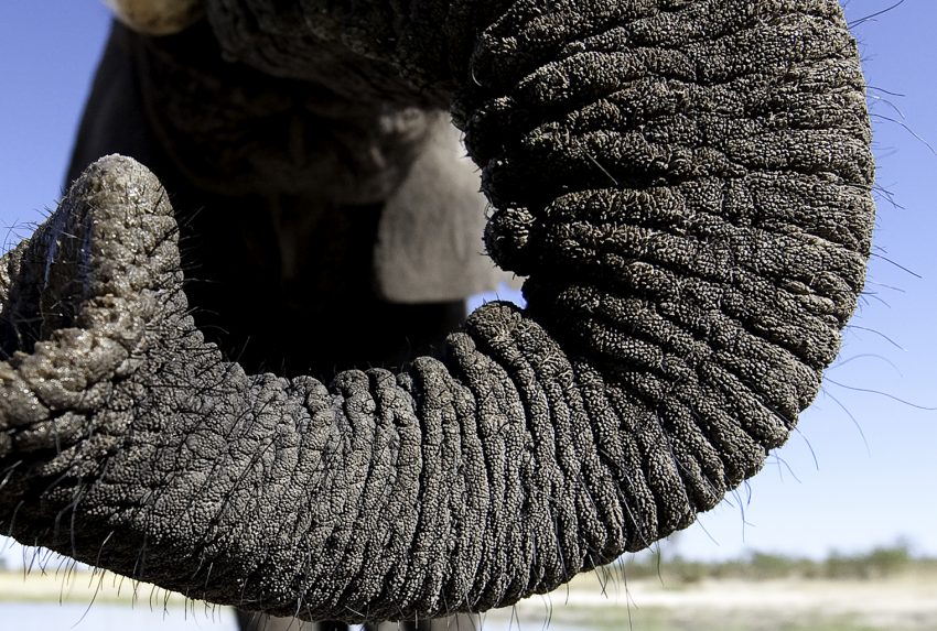 Big-Life-Foundation-Elephant