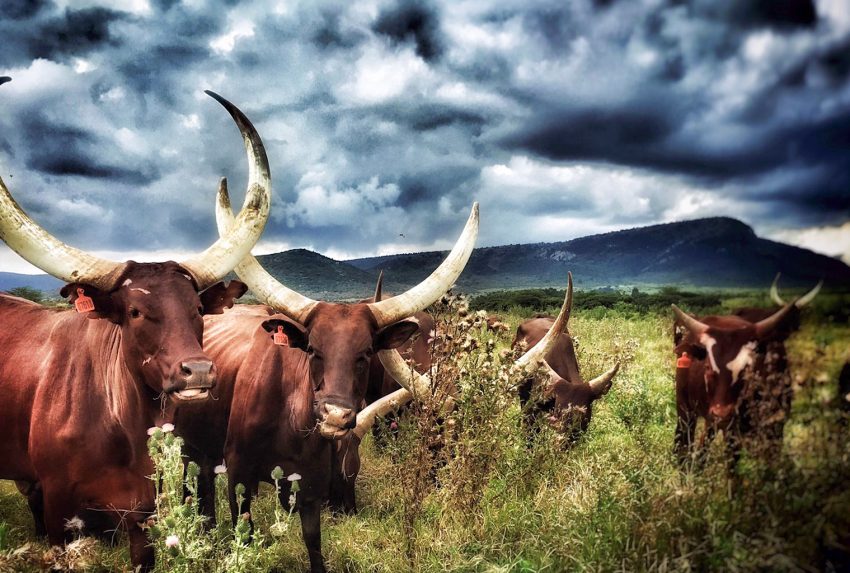 Enonkishu-Kenya-Cattle