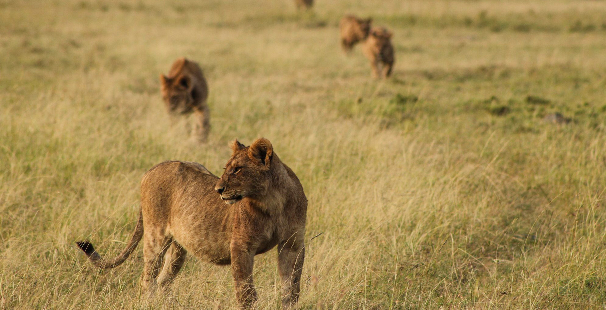 Enonkishu-Kenya-Wildlife-Lion