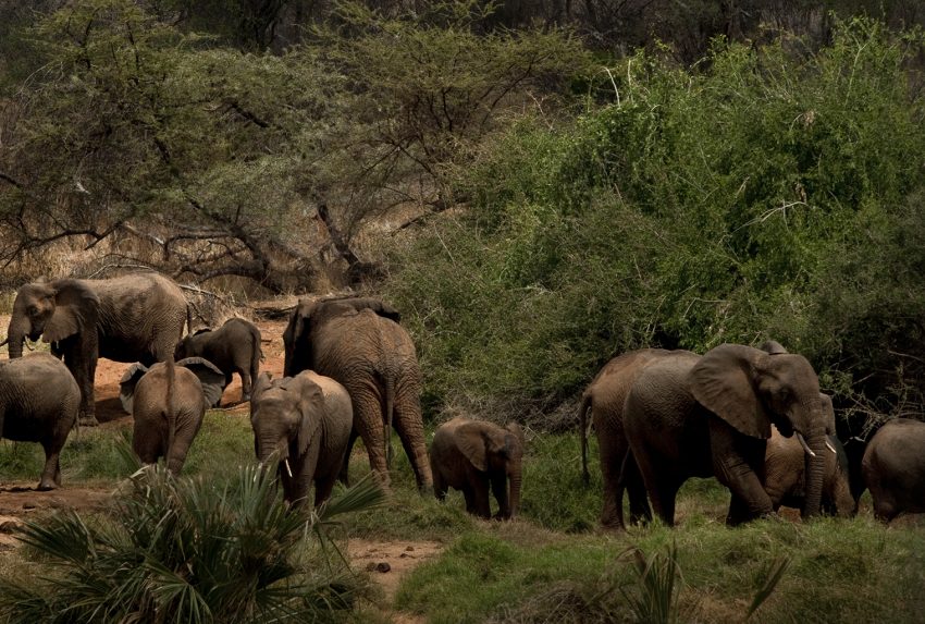Kenya-Northern-Rangelands-Elephants