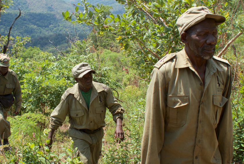 Tongwe-Trust-Ranger-Walking